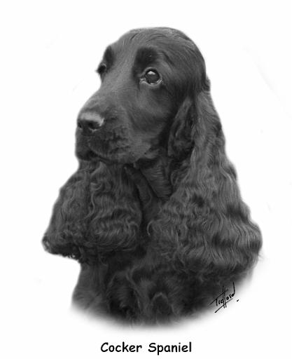 Cocker Spaniel 6M045-011.jpg